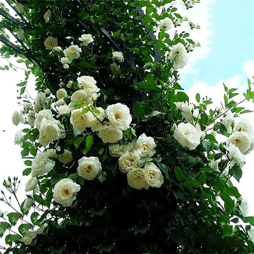 10291